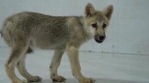 중국서 생후 100일 된 복제 북극늑대 공개