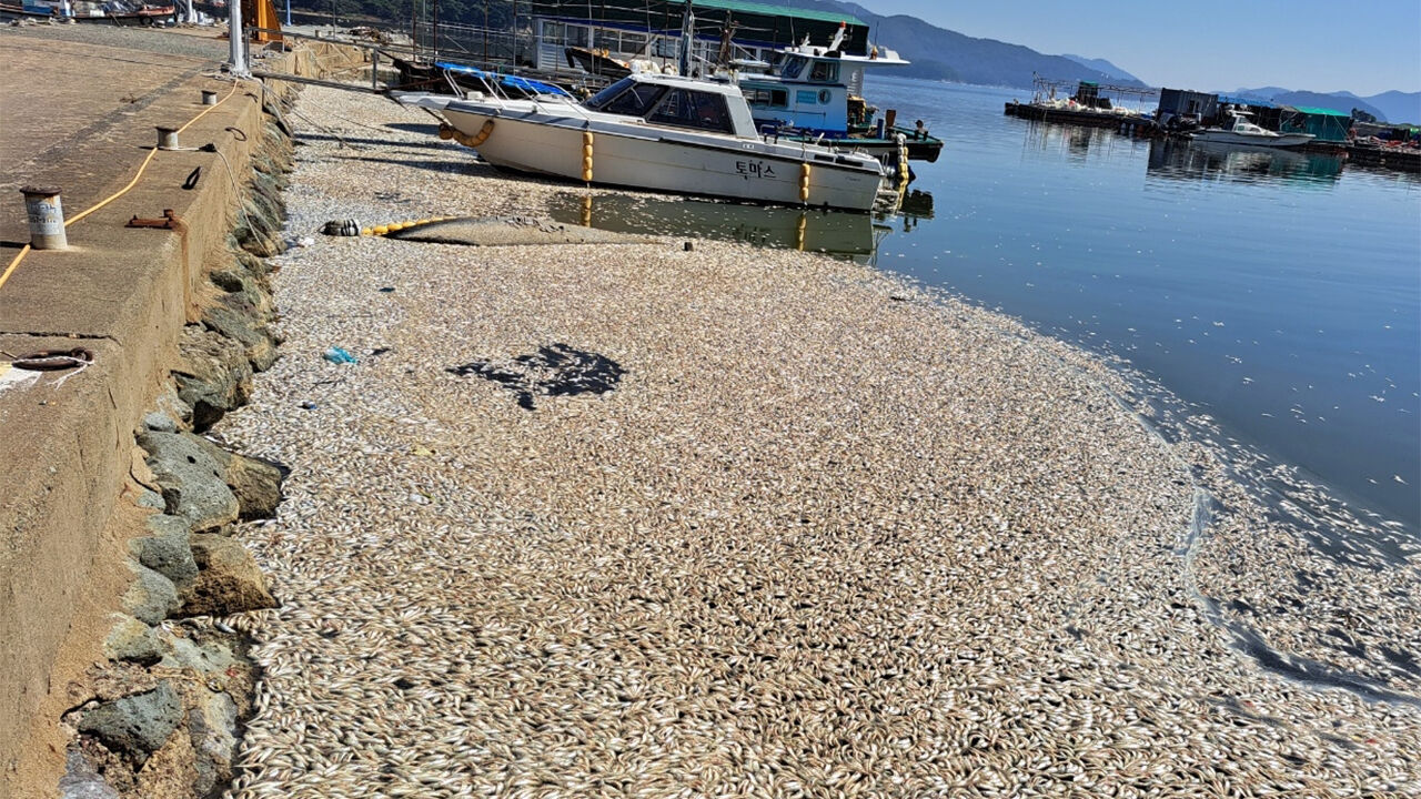 A pile of dead herring washed up on the shore of Jindongmyeon