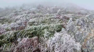 [포토] 가을에 내린 '첫눈'…설악산에 하얗게 핀 상고대