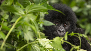 지구촌 척추 동물 '수난의 반세기'&hellip;개체군 규모 69% 줄었다