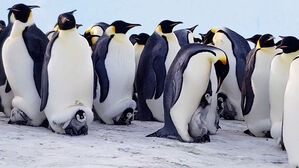 빙하 빠르게 사라지고 있어&hellip;남극 '황제펭귄'도 멸종 위기