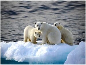 [오늘의 스프] 내년 여름에도 북극곰을 볼 수 있을까