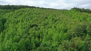 축구장 4천700개 크기 '꿀벌 먹이 숲' 조성