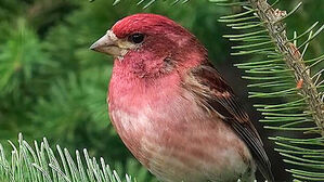 '핑크 참새'를 마주친 당신, 운이 좋군요…근데 이제 아예 못 볼 수도?
