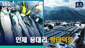 [영상토크] 눈 덮인 황태덕장 장관&hellip;황태는 맛있어지는 중