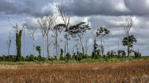 파괴되지 않은 아마존 열대림 3분의 1 이상 '저하' 상태