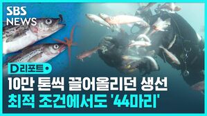 [D리포트] 동해에 나타난 명태 떼&hellip;알고 보니