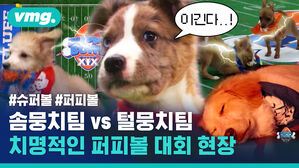 #슈퍼볼 #퍼피볼 솜뭉치팀 vs 털뭉치팀 치명적인 퍼피볼 대회 현장