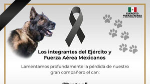 멕시코 구조견, 임무 수행 중 하늘로…한국 토백이는 부상투혼