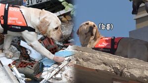 [영상] 위험한 잔해 위도 '척척'…튀르키예 지진 현장에서 활약하는 구조견들