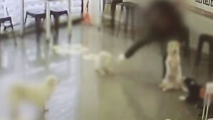 [단독] CCTV 더 봤더니&hellip;"학대 당한 반려견 또 있다"