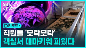 [D리포트] 호텔 객실서 대마 재배 · 흡입한 직원…동료 2명도 검거
