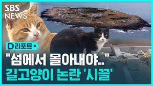 [D리포트] 마라도 길고양이 '반출' 논란…주민 의견 들어보니