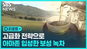 [D리포트] 커피에 밀려 10년간 내리막길…보성 녹차 재반격