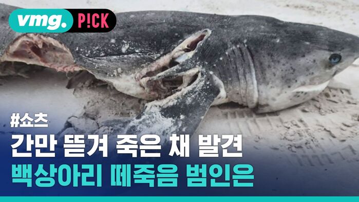 '간'만 사라진 채 발견&hellip;백상아리 20마리 떼죽음 범인은
