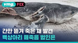 '간'만 사라진 채 발견&hellip;백상아리 20마리 떼죽음 범인은