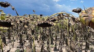 아르헨티나, 62년 만의 최악의 폭염 지속&hellip;농산물 생산에 비상