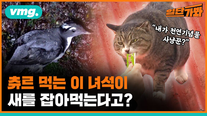 vmg. 일단가봐  내가 천연기념물 사냥꾼? 츄르 먹는 이 녀석이 새를 잡아먹는다고?