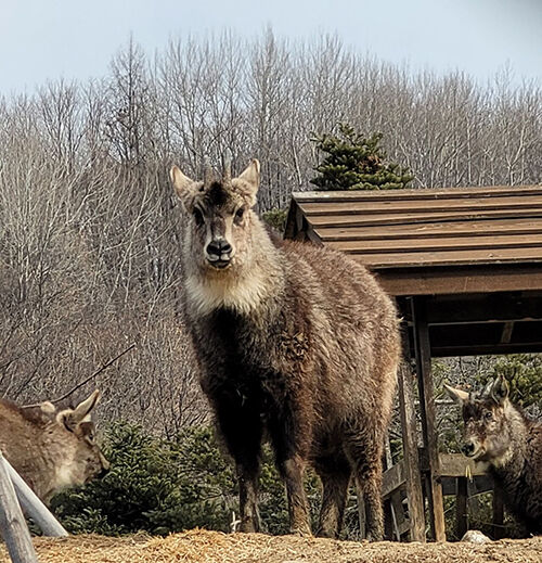밭그물에 걸려 사고를 당한 멸종위기1급 산양