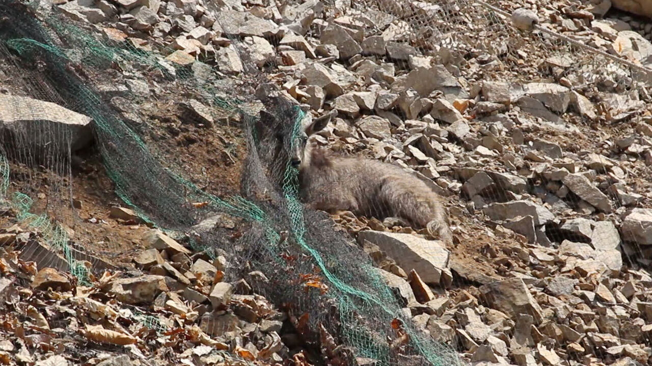 밭그물에 걸려 사고를 당한 멸종위기1급 산양