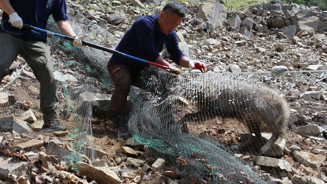 밭그물에 걸려 사고를 당한 멸종위기1급 산양