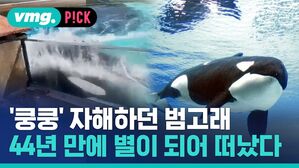 '쿵쿵 자해하던 범고래 44년 만에 별이 되어 떠났다