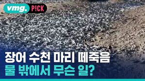 장어 수천 마리 떼죽음 물 밖에서 무슨 일?