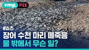 장어 수천 마리 떼죽음 물 밖에서 무슨 일?