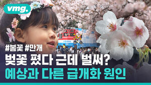 #봄꽃 #만개 벚꽃 폈다 근데 벌써? 예상과 다른 급개화 원인