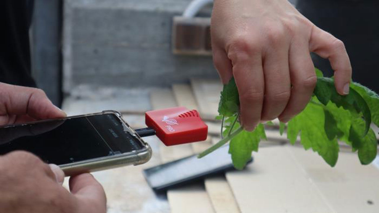 잘린 식물 줄기가 내는 고주파 소리를 녹음하는 장면 (사진=Tel Aviv University 제공, 연합뉴스)