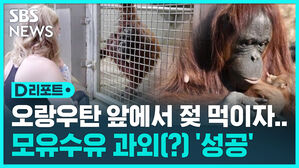 [D리포트] 모유수유 못하던 오랑우탄, 사육사 시범 보고 성공
