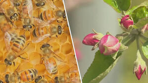 "꿀벌 집단폐사 막으려면 축구장 42만 8천 개 꽃밭 필요"