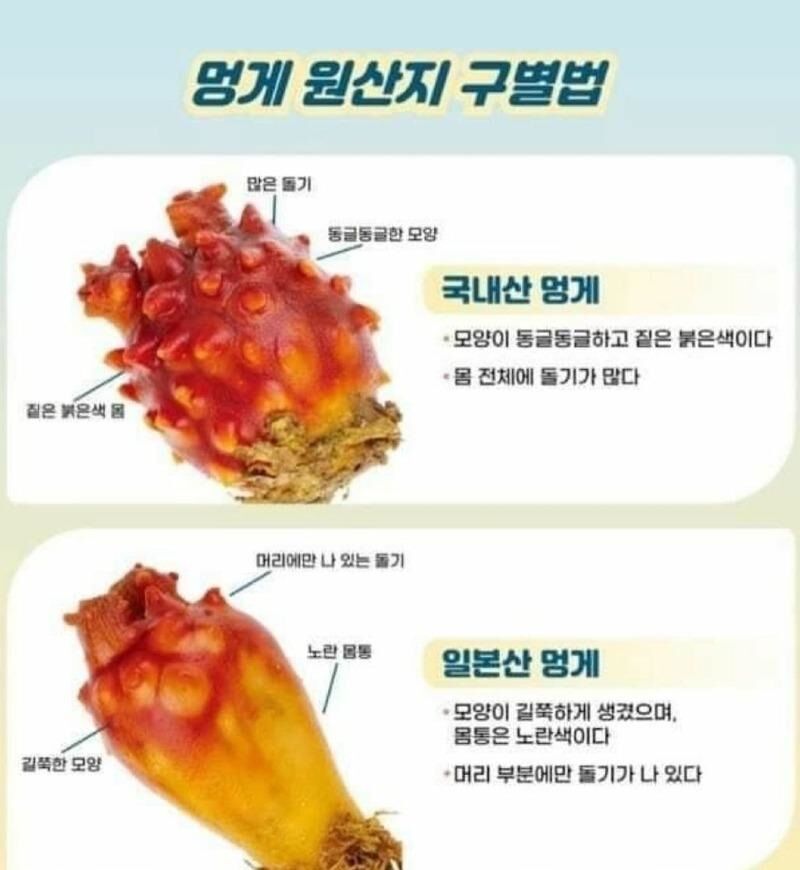 국내산 일본산 멍게 사실은 이경원