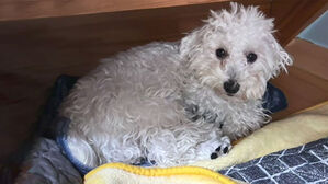 '순혈' 믿고 수백 줘 분양받았는데 클수록 달라진 강아지