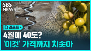 [D리포트] '4월에 40도' 스페인&hellip;극심한 가뭄에 올리브유 가격도 급등