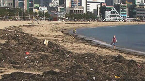 봄철, 해변에 떠밀려 온 해조류&hellip;악취 &middot; 파리떼에 몸살