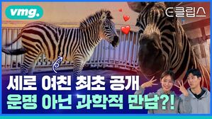 [E클립스] 얼룩말 세로 여친 최초 공개!&hellip;동물원 '매칭률 100%' 운명 아닌 과학에 답이 있다?
