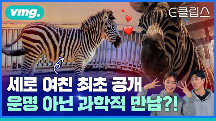 [E클립스] 얼룩말 세로 여친 최초 공개!&hellip;동물원 '매칭률 100%' 운명 아닌 과학에 답이 있다?
