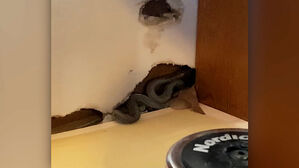 [월드리포트] 전재산 털어 집 샀는데…"수백 마리 새끼 뱀" 공포 떤다