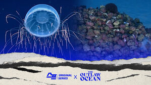 스프 아웃로오션(5편)