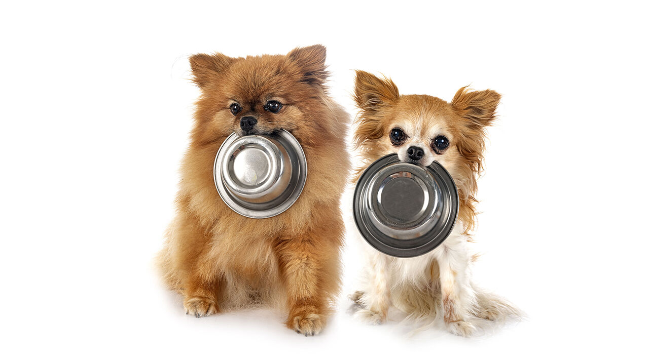 스프 반려동물 삐뽀삐뽀 (사진=게티이미지코리아)