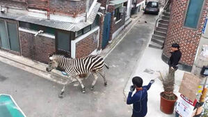 "'얼룩말 세로 탈출' 어린이대공원, 울타리 &middot; 차단 시설 미흡"