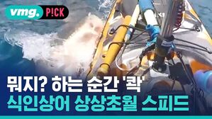 뭐지? 하는 순간 '콱' 식인상어 상상초월 스피드