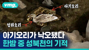 아기오리가 낙오됐다 한밤 중 성북천의 기적