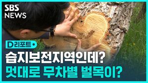 [D리포트] 30년 된 나무가 쿵&hellip;보호구역에서 무차별 벌목이?