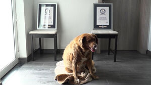 [월드리포트] 기네스 기록 올린 최고령 개 '보비'…장수 비결은?