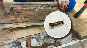 "최소 5년 함께"&hellip;'강남 발칵' 흰개미, 그나마 다행인 이유
