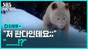판다