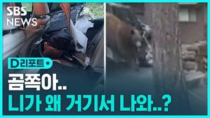 [D리포트] 차 뒷좌석 '불청객'&hellip;니가 왜 거기서 나와?