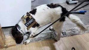 "킁킁, 여기 있다!"…국내 유일 흰개미 탐지견 '초롱이'